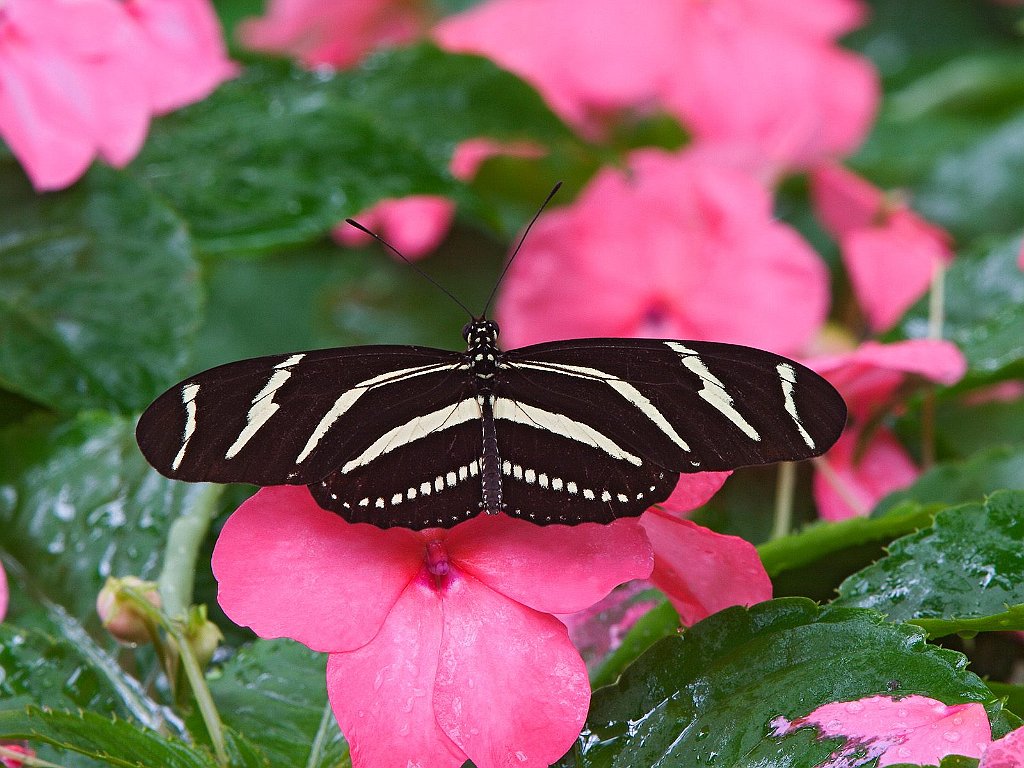 Zebra Longwing